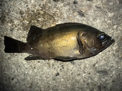 クロメバルの釣果