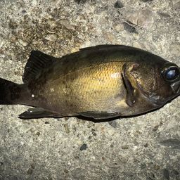 クロメバル