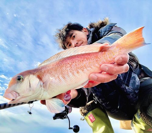 シロアマダイの釣果