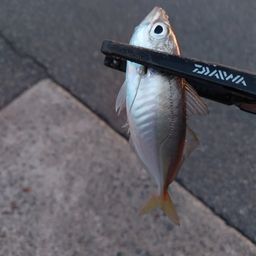 アジ