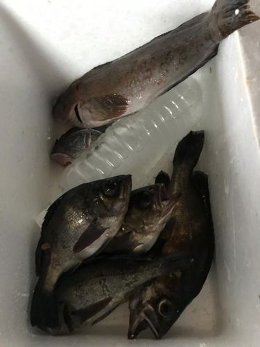 アイナメの釣果