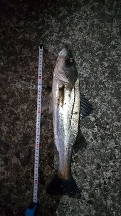 シーバスの釣果