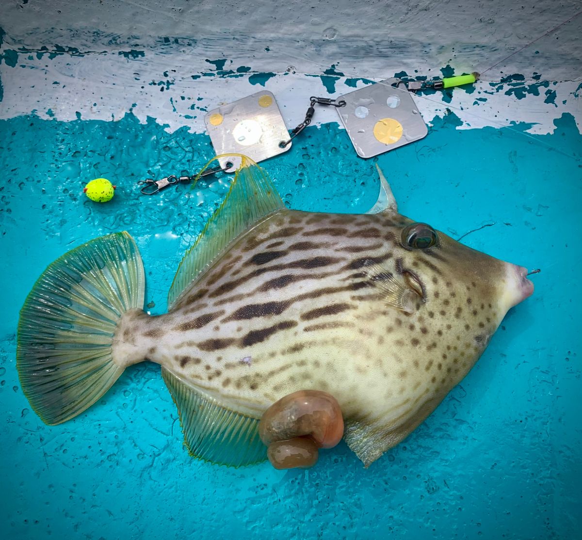 和歌山のもりもっちゃんさんの釣果 3枚目の画像