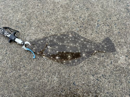 ヒラメの釣果