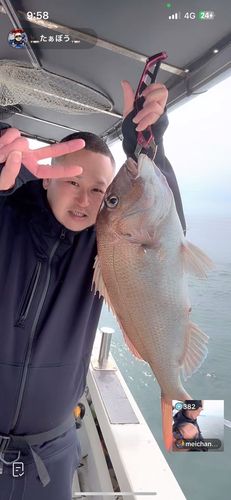 マダイの釣果