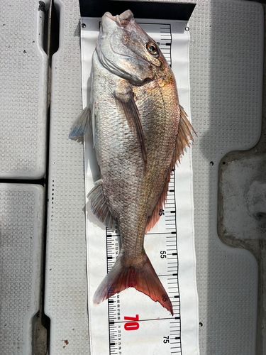 マダイの釣果
