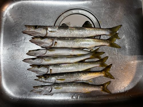 アカカマスの釣果