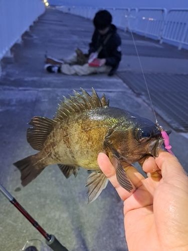 シロメバルの釣果