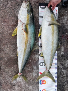 ヒラスの釣果