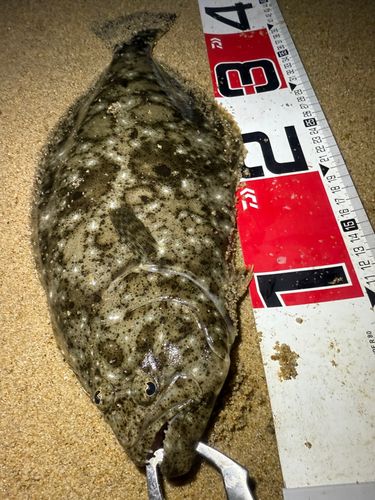 ヒラメの釣果