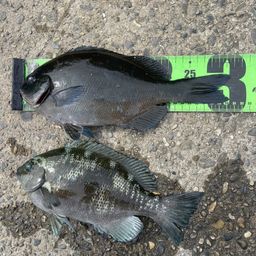 オナガグレ
