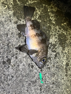 メバルの釣果