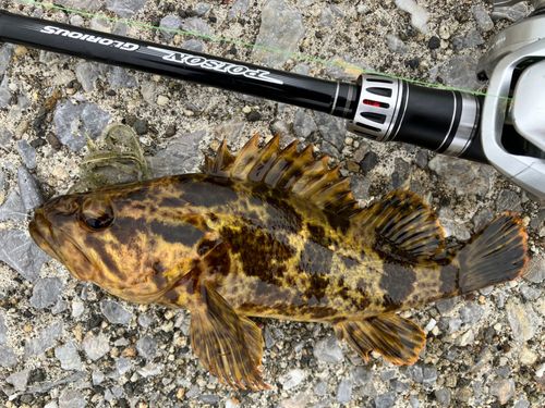 タケノコメバルの釣果