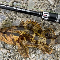 タケノコメバル