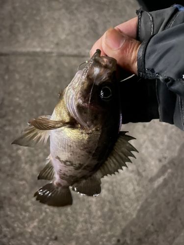 メバルの釣果