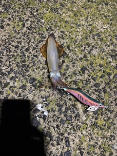 ヤリイカの釣果
