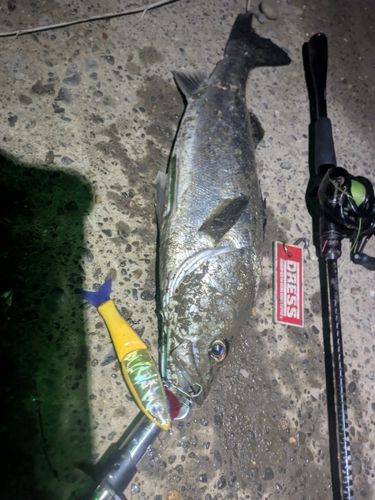 シーバスの釣果