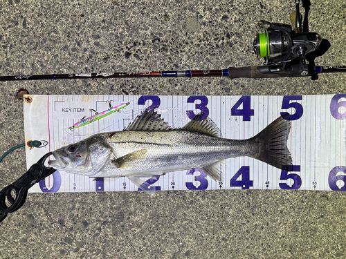 シーバスの釣果