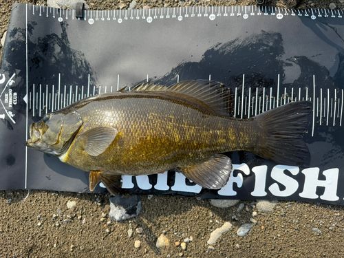 スモールマウスバスの釣果