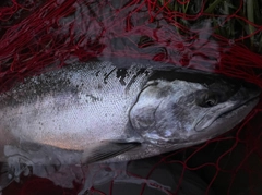 サクラマスの釣果