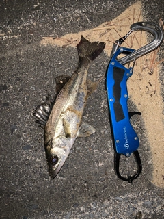 セイゴ（マルスズキ）の釣果