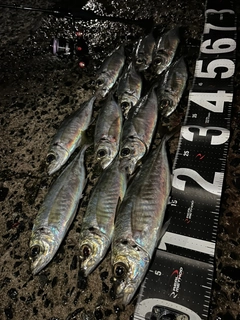 アジの釣果