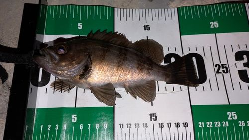 メバルの釣果
