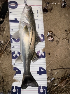 釣果