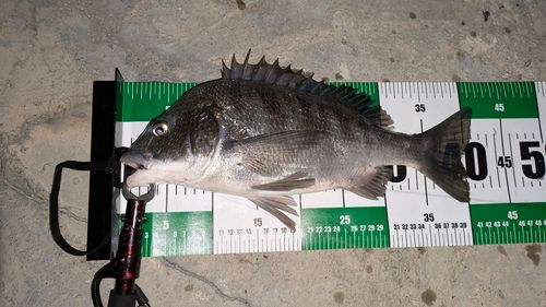 チヌの釣果