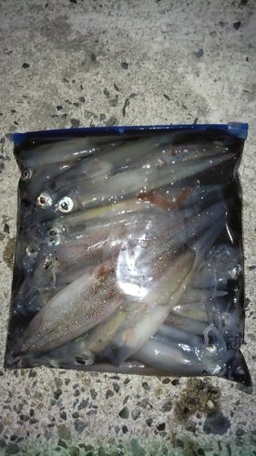 ヤリイカの釣果