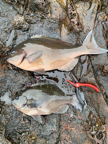 グレの釣果