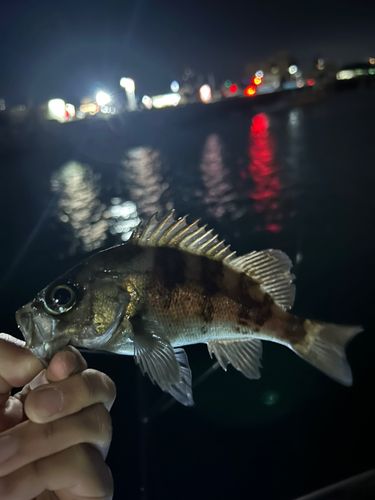 メバルの釣果