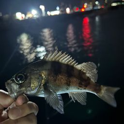 メバル