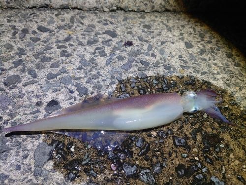 ヤリイカの釣果