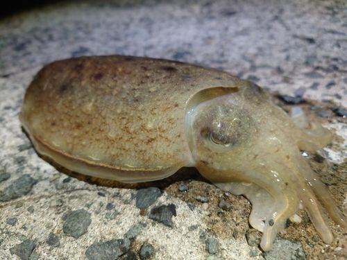 コウイカの釣果