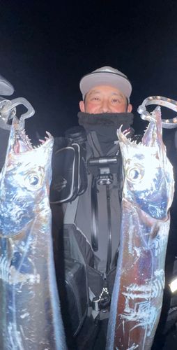 タチウオの釣果