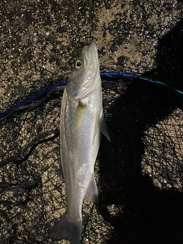 セイゴ（ヒラスズキ）の釣果