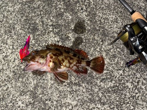 カサゴの釣果
