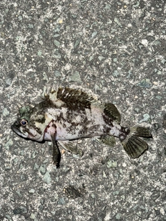 ソイの釣果