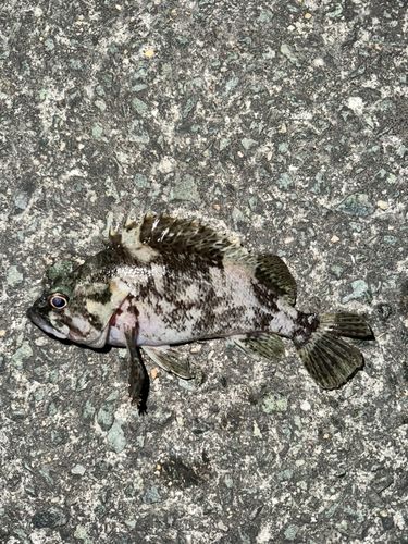 ソイの釣果