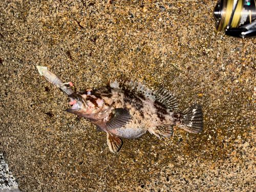 ムラソイの釣果