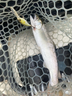 トラウトの釣果