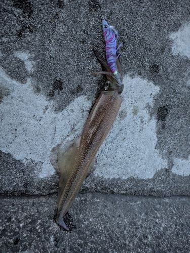 ヤリイカの釣果