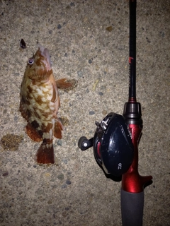 カサゴの釣果