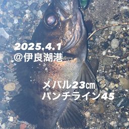 メバル