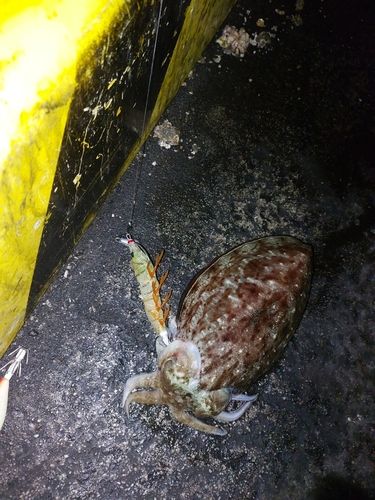 マツバイカの釣果