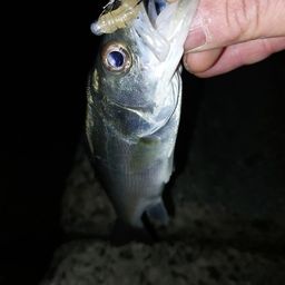 セイゴ（マルスズキ）