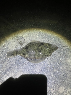 クロガシラガレイの釣果