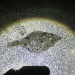 クロガシラガレイ
