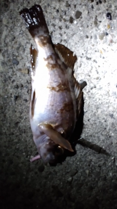クロメバルの釣果